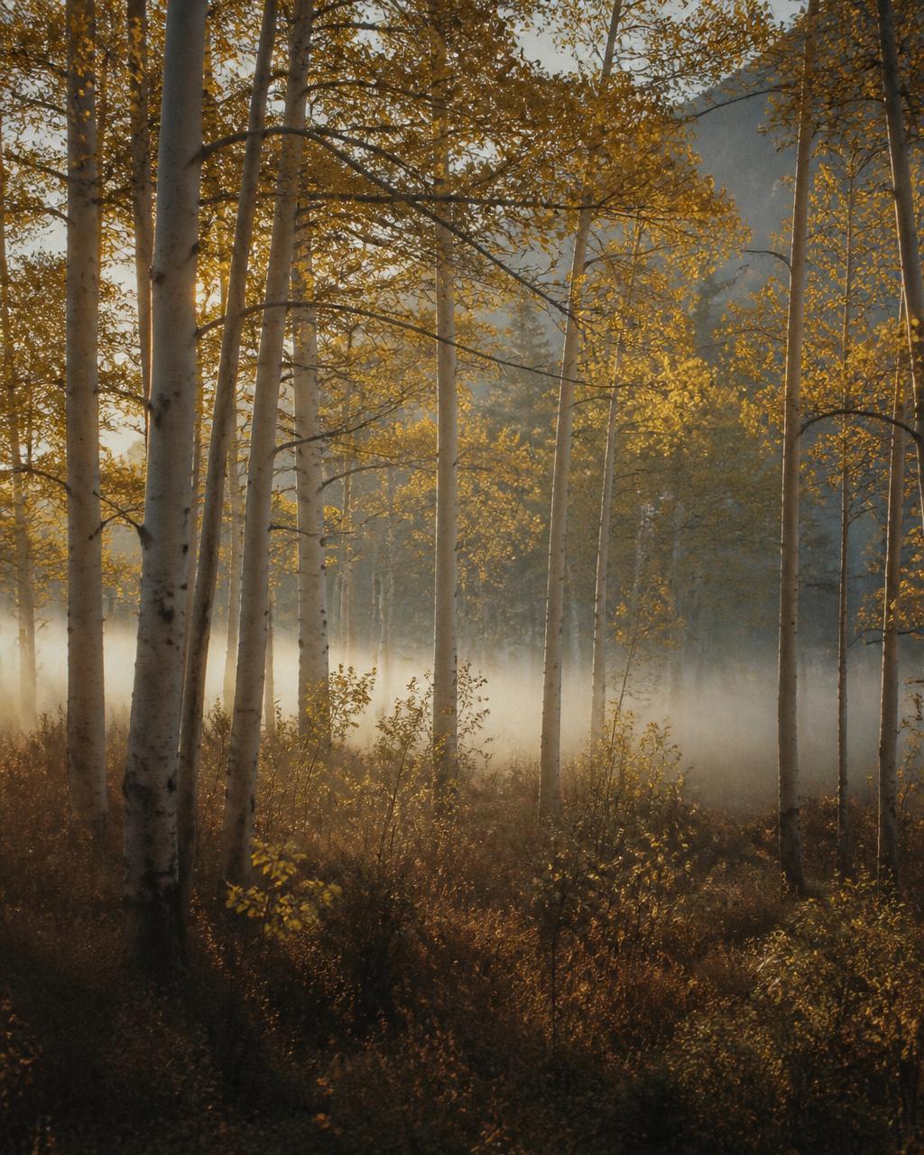Morning light through Colorado aspens